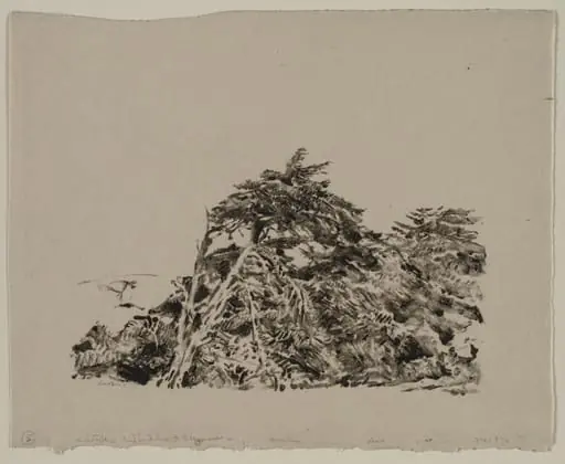Windbent Cypress, by Ernest Haskell