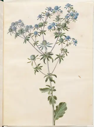 Eryngium planum (have-mandstro), 1654