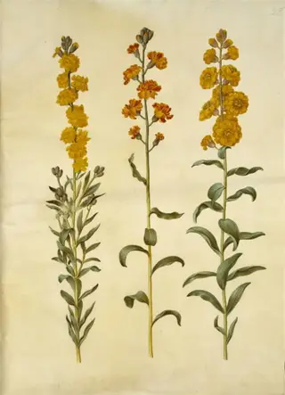 Erysimum cheiri (gyldenlak)