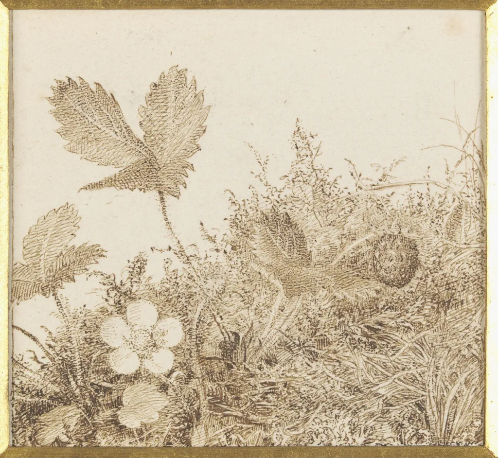 Study of a wild strawberry plant, by Esther Frances Alexander, 1850