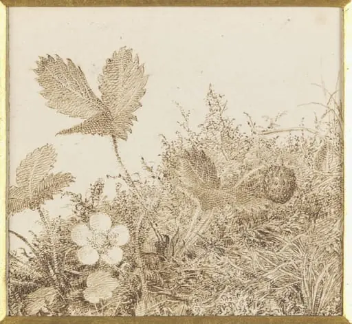 Study of a wild strawberry plant, by Esther Frances Alexander