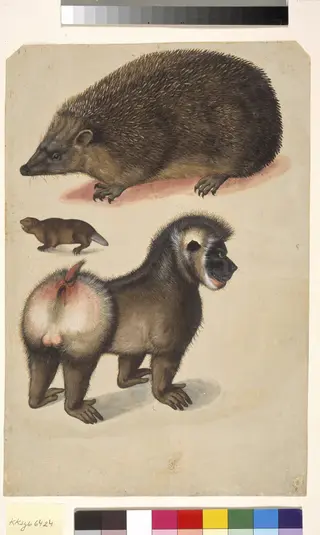 Et pindsvin, en bæver og en hanbavian, 1541