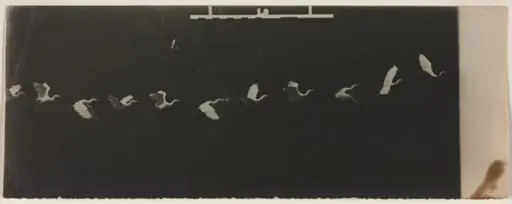 Chronophotograph of a Flying Heron, by Étienne-Jules Marey