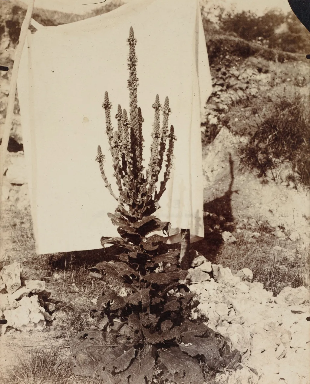 Mullein in Bloom, by Eugène Atget, 1898