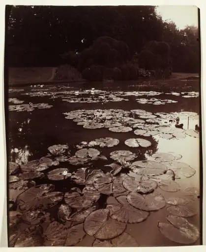 Nymphéa, by Eugène Atget