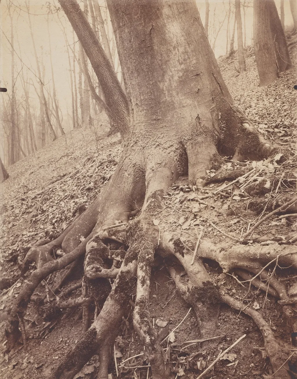 Trees and Roots, by Eugène Atget, 1904