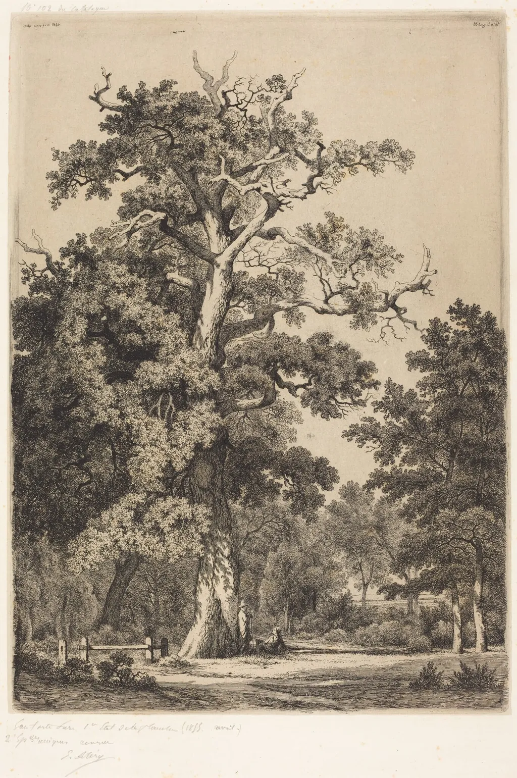 Ancient Oak in the Bois de Boulougne, by Eugène Bléry, ink, 1855