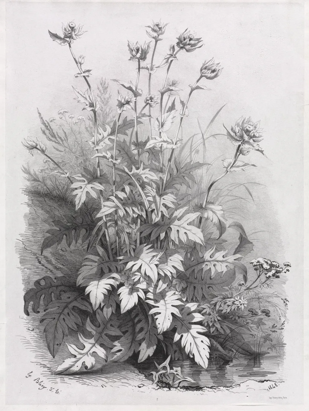 Groups of Various Plants Drawn After Nature: No. 7, by Eugène Blery, 1848