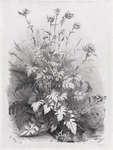 Groups of Various Plants Drawn After Nature: No. 7, by Eugène Blery