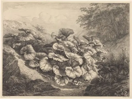 Large Coltsfoot, by Eugène Bléry