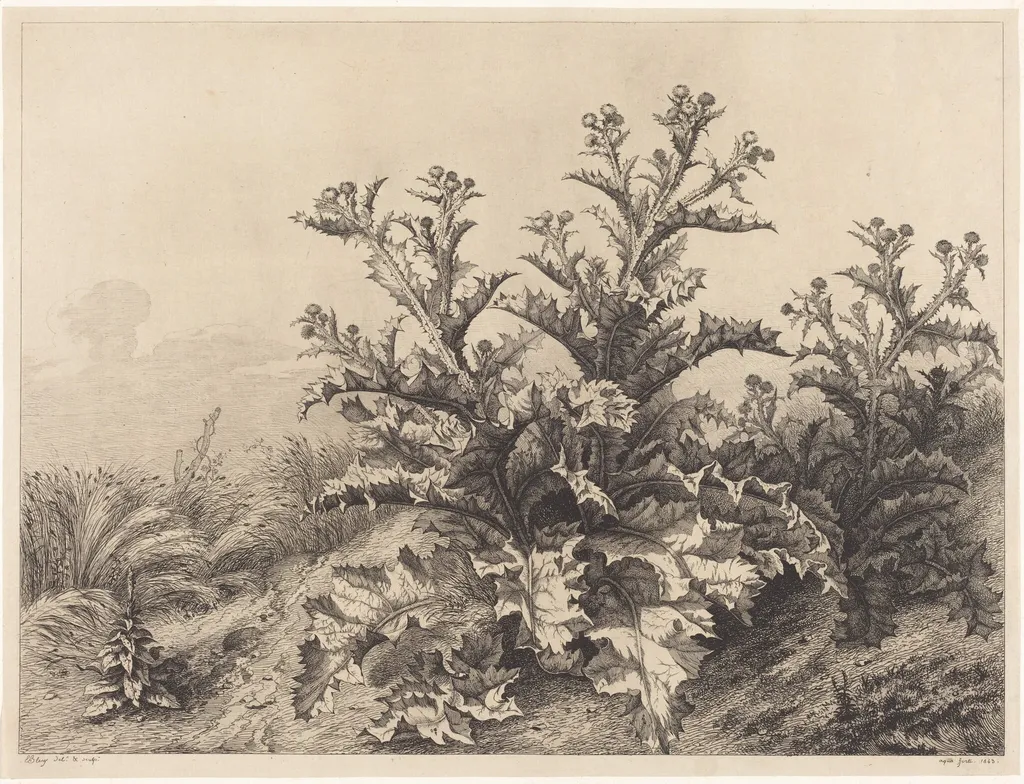 Large Thistle, by Eugène Bléry, ink, 1843