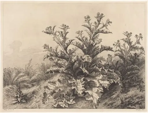 Large Thistle, by Eugène Bléry