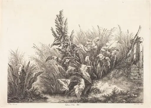 Patience d'eau, étude (Study of a Patience-Dock), by Eugène Bléry