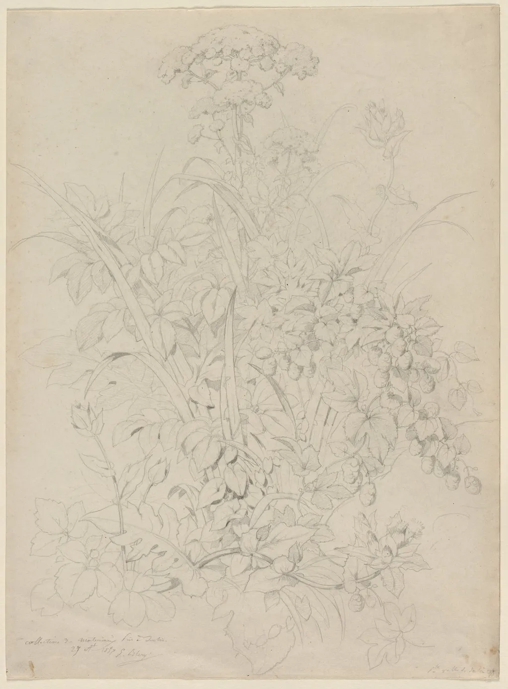 Plant Study, by Eugène Blery, 1857