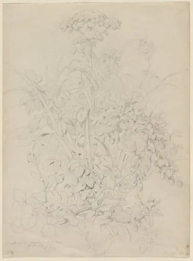 Plant Study, by Eugène Blery