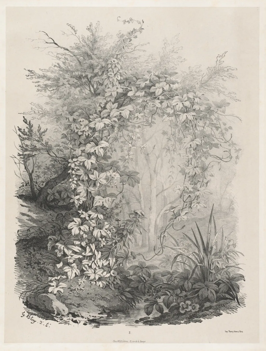 Plants and Ivies by a Stream, by Eugène Bléry, ink, 1848