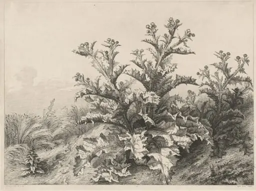 The Great Thistle (Le Grand Chardon), by Eugène Bléry
