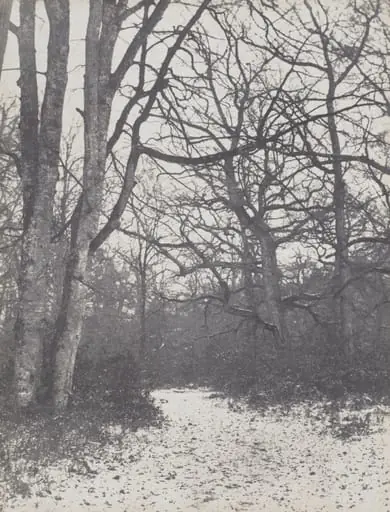 Road in the Forest, by Eugène Cuvelier