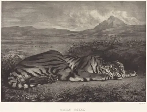 Royal Tiger (Tigre Royal), by Eugène Delacroix