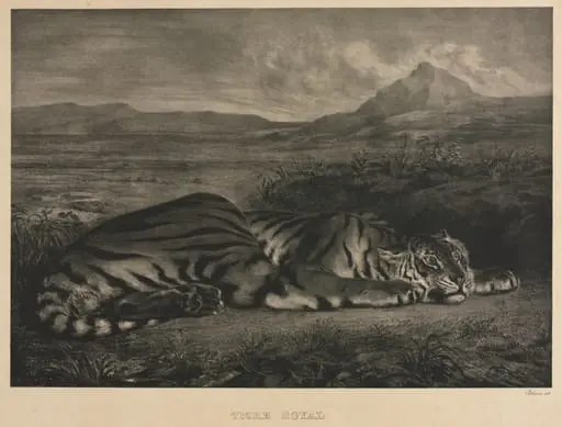 Tigre Royal, by Eugène Delacroix