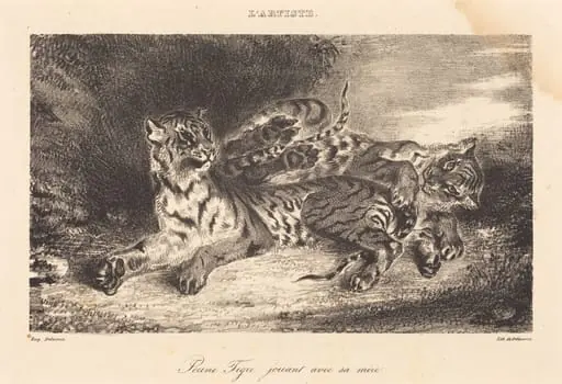 Young Tiger Playing with its Mother (Jeune tigre jouant avec sa mère), by Eugène Delacroix