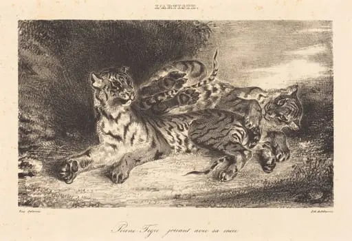 Young Tiger Playing with its Mother (Jeune tigre jouant avec sa mère), by Eugène Delacroix