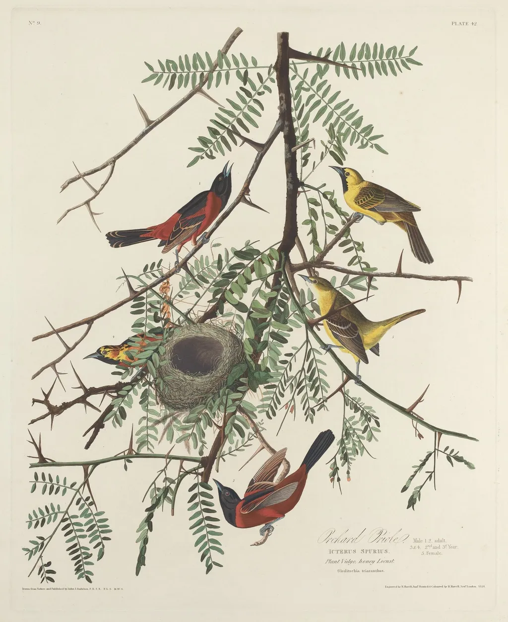 Orchard Oriole, by Havell, Jr., Robert, ink, 1828