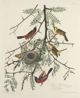 Orchard Oriole, by Havell, Jr., Robert, ink, 1828