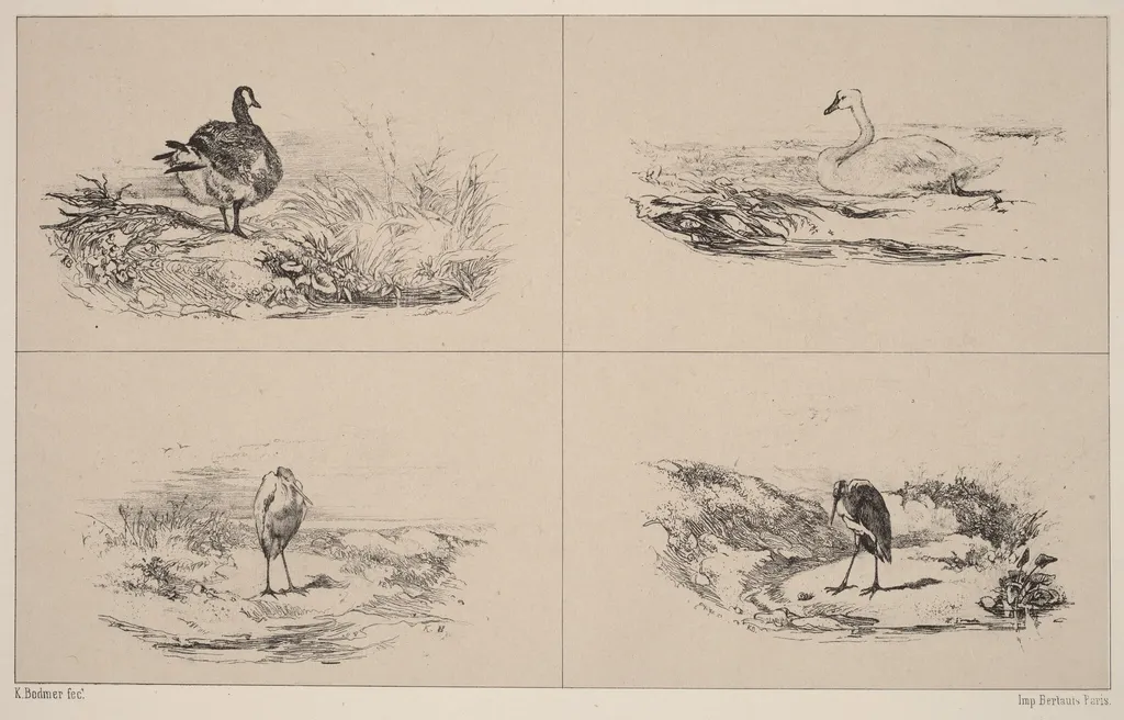 Oies, Cygnes, herons, by Karl Bodmer, ink, 1851
