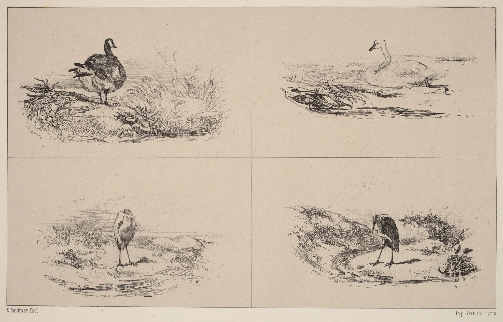 Oies, Cygnes, herons, detail