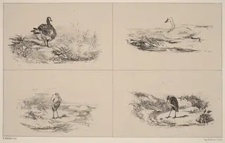 Oies, Cygnes, herons, by Karl Bodmer, ink, 1851
