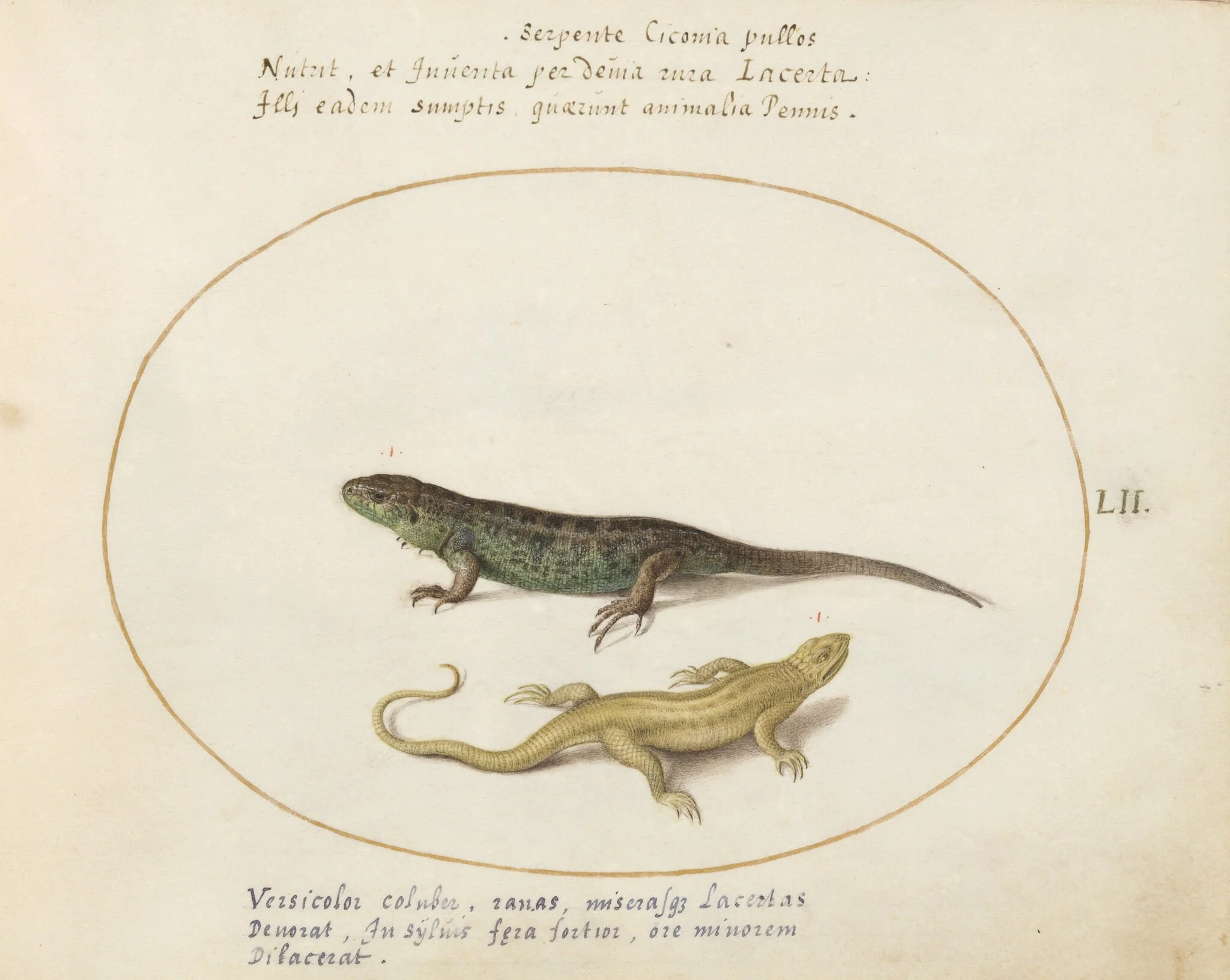 Plate 52: Two Sand Lizards, detail