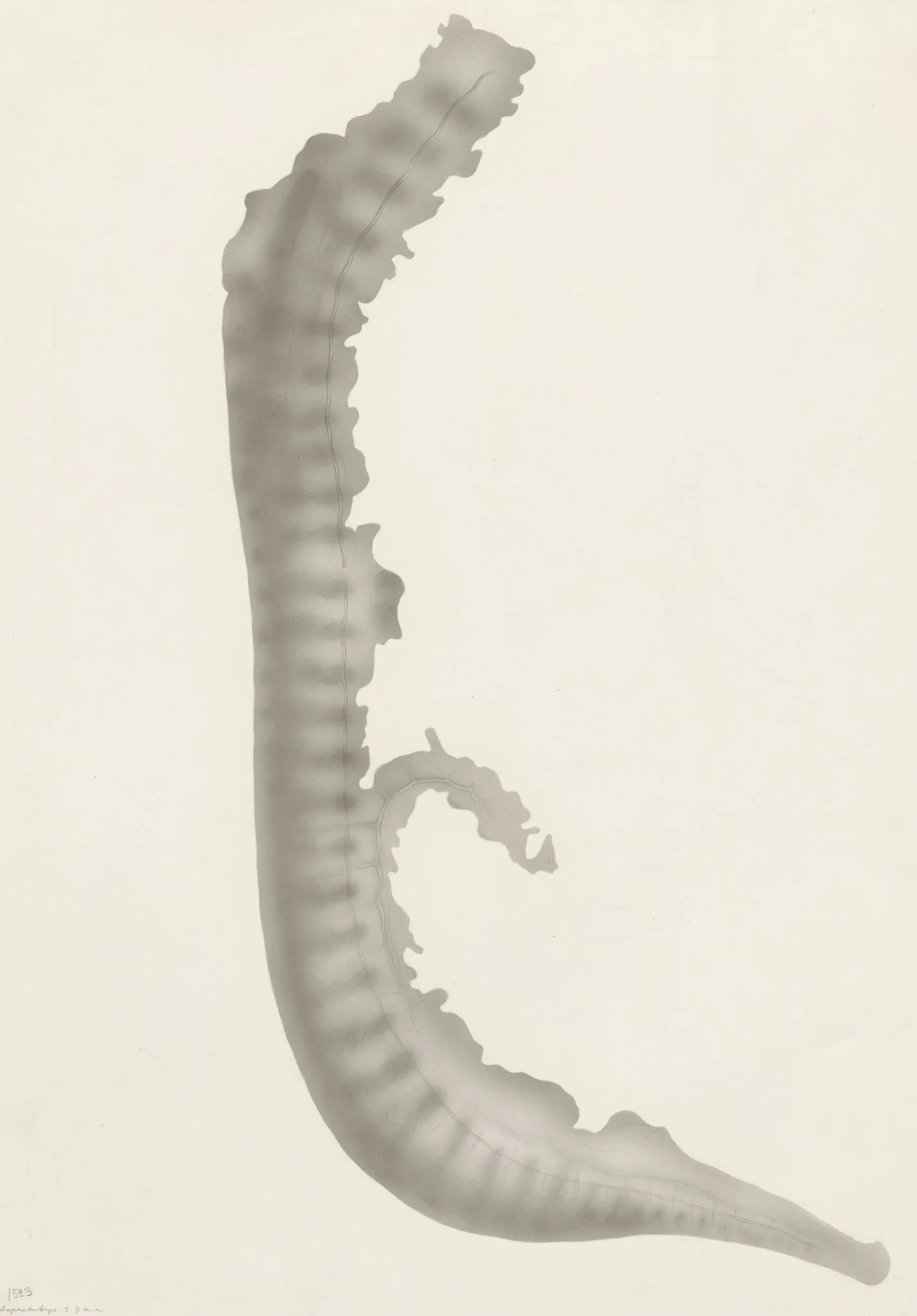 Sheep embryo, detail