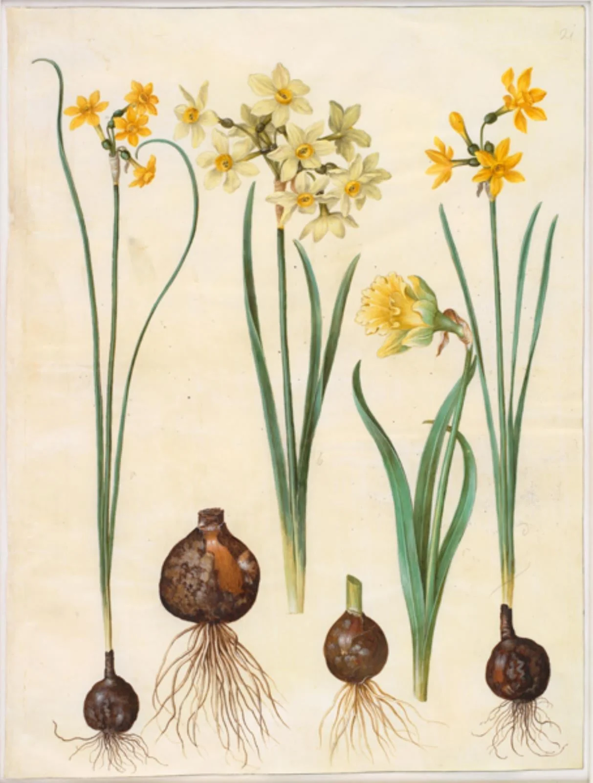 Narcissus jonquilla (siv-narcis); Narcissus tazetta aureus (guld-tazet); Narcissus pseudonarcissus bicolor (tofarvet påskelilje), detail