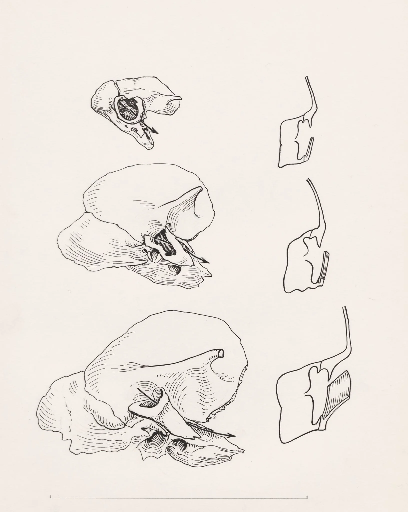 Bone structure relating to the human throat, detail