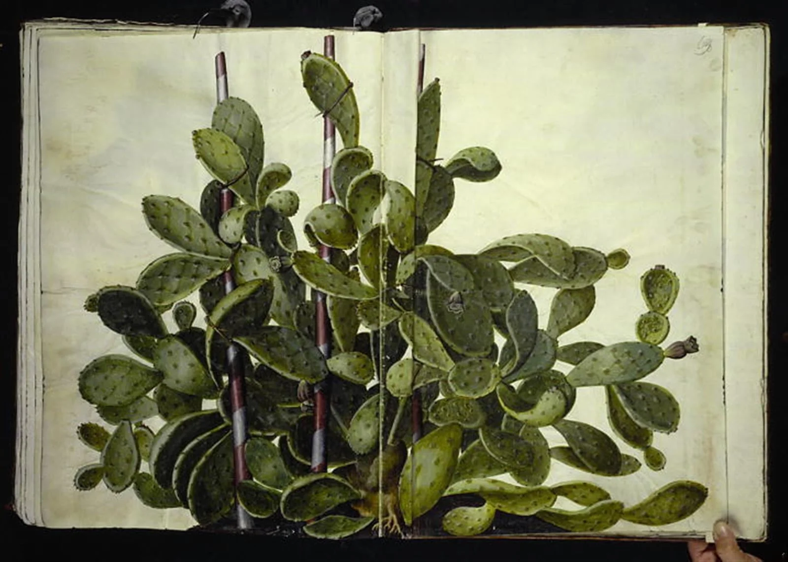 Opuntia ficus-indica, Opuntia humifusa eller Opuntia monacantha (art af figenkaktus), detail