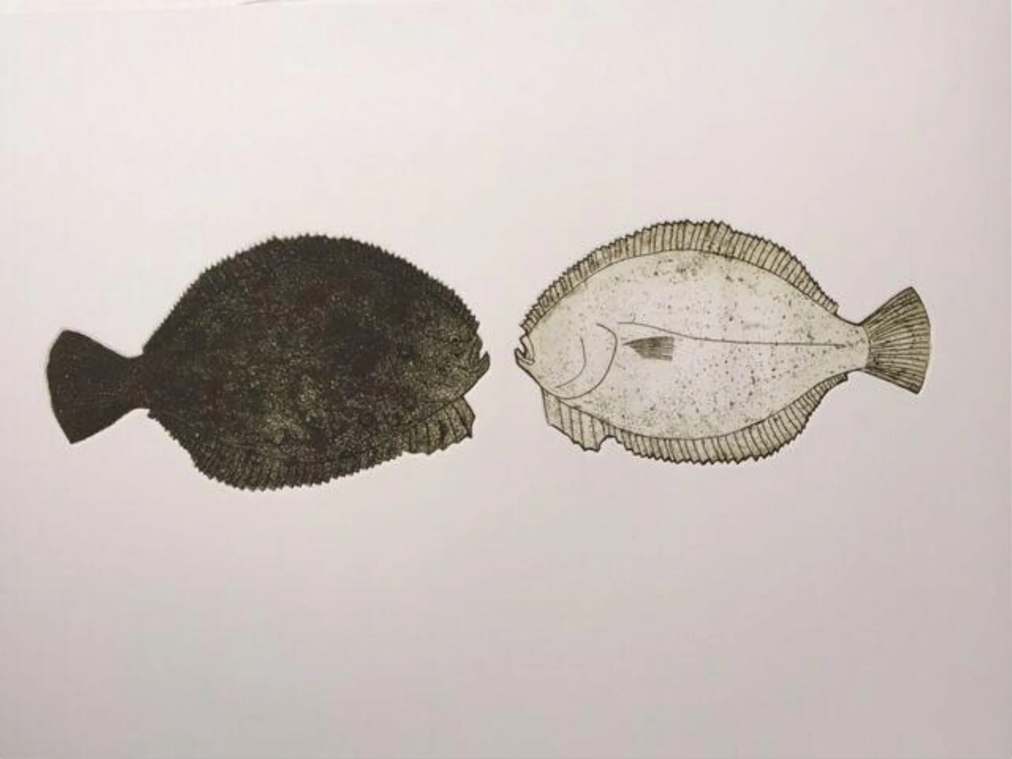Flounder, detail