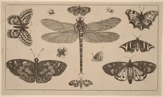 Dragonfly, Ladybirds, and Butterflies, by Wenceslaus Hollar, ink, 1648