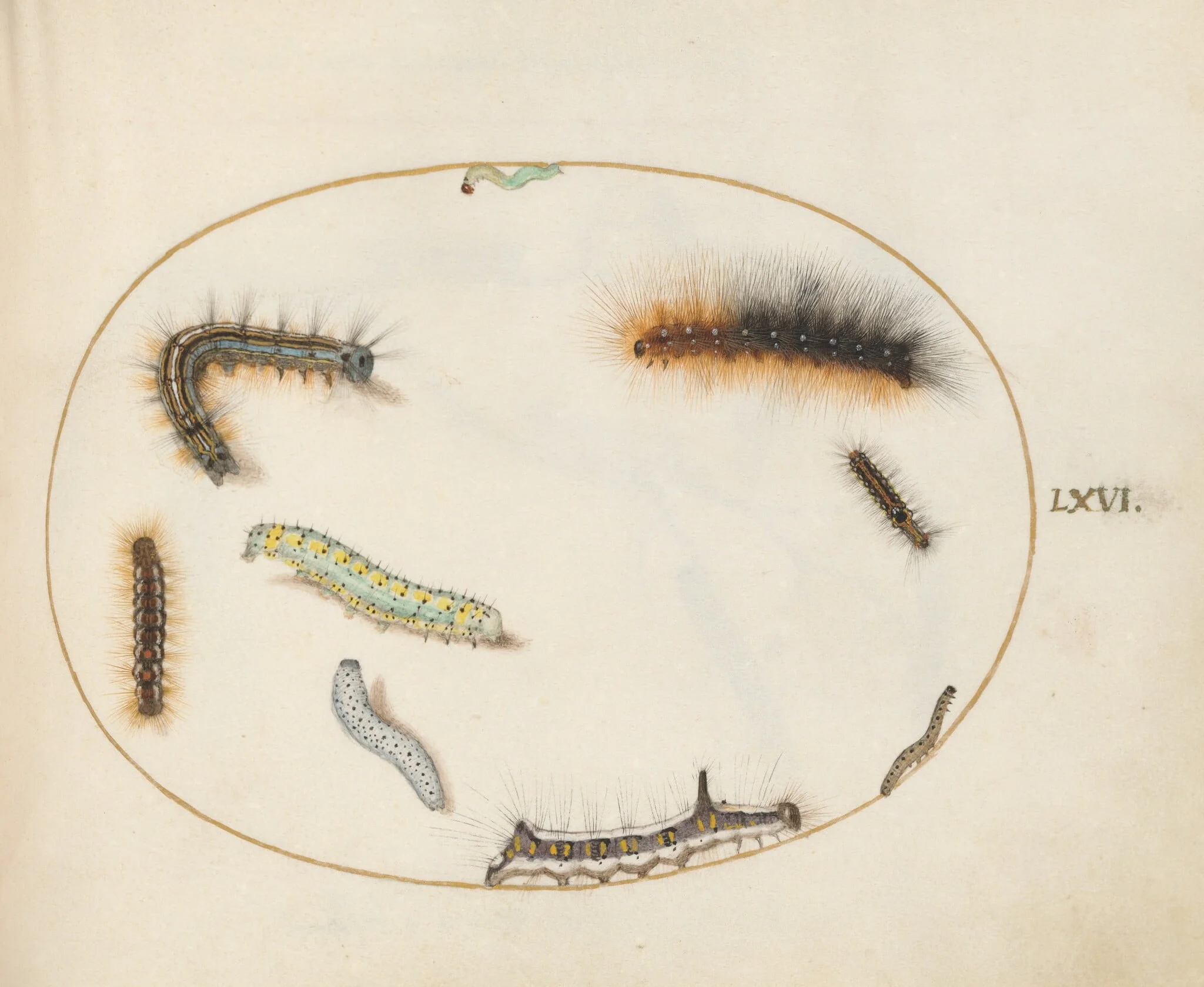 Plate 66: Lackey Moth Caterpillar, Figure of Eight Caterpillar, Grey Dagger Caterpillar, and Other Caterpillars, detail