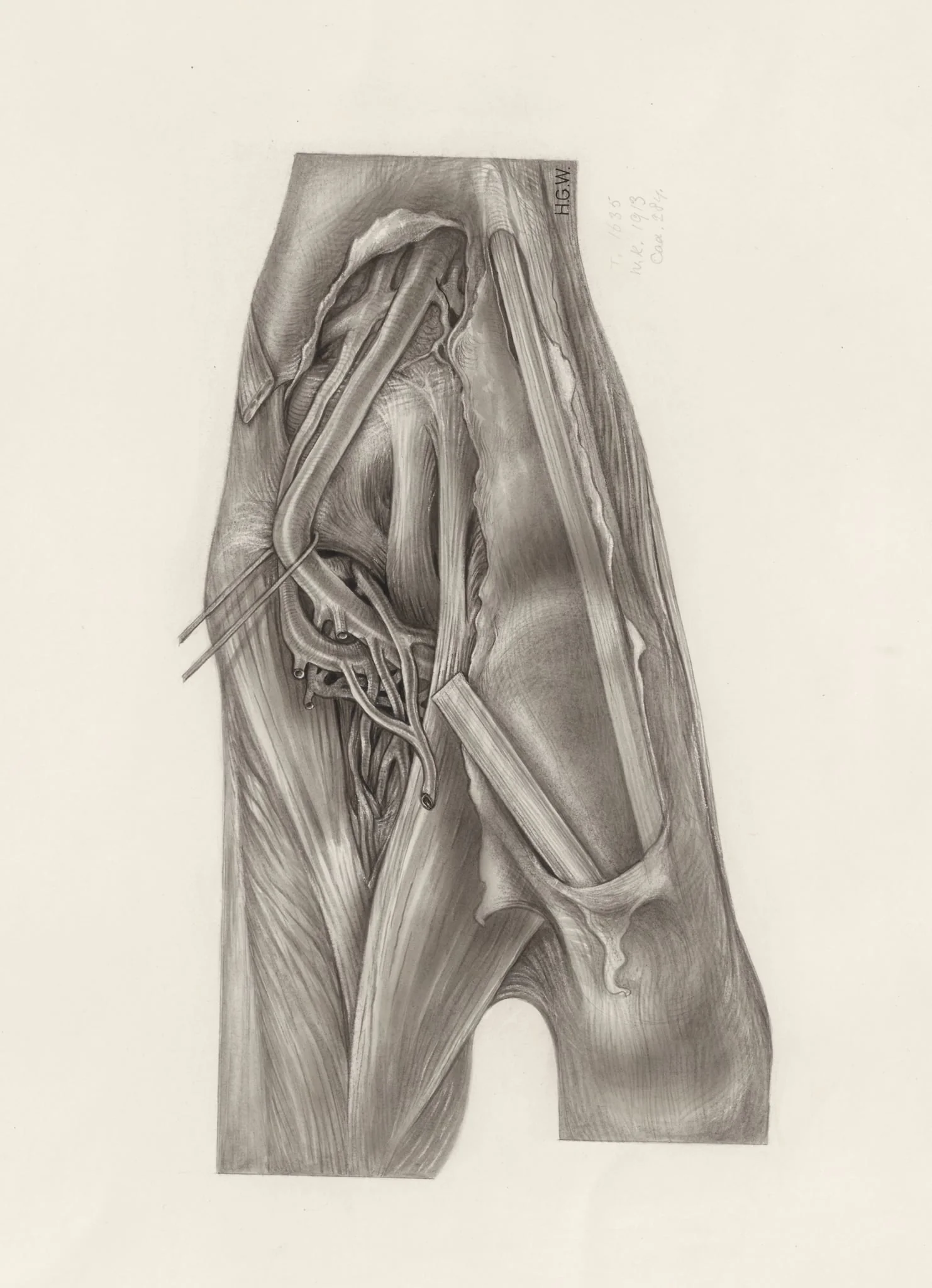 Muscular tissue of the upper extremities, detail