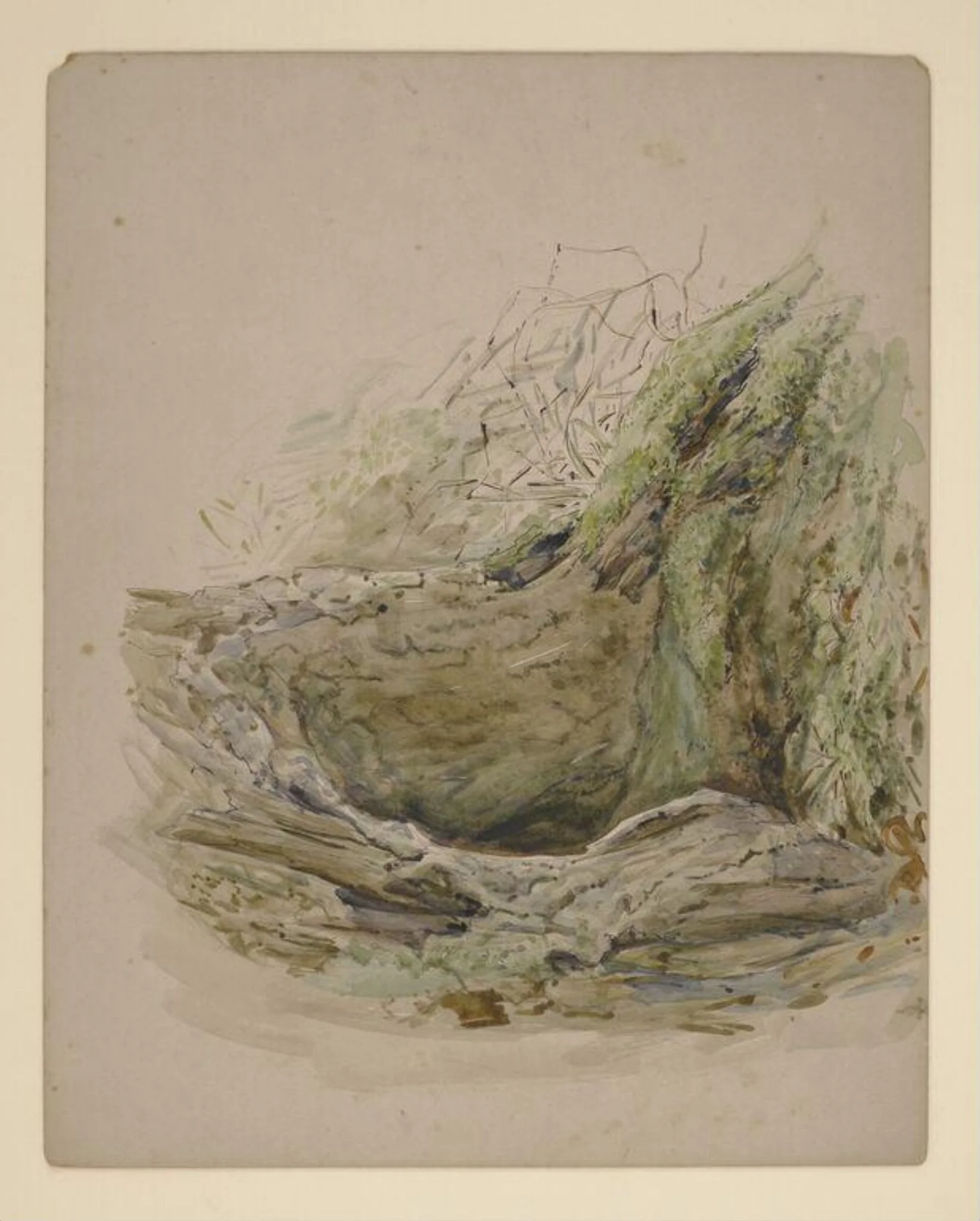 Tree hollow, detail