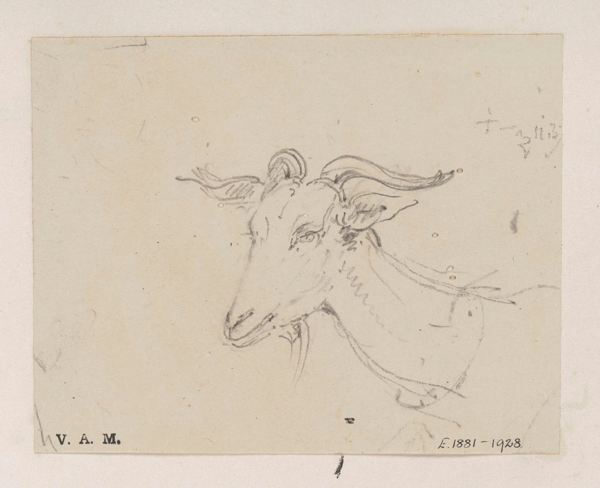 The head and neck of a goat, detail