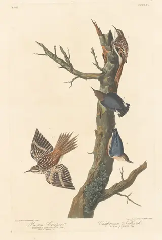 Brown Creeper and Californian Nuthatch, by Havell, Jr., Robert, ink, 1838