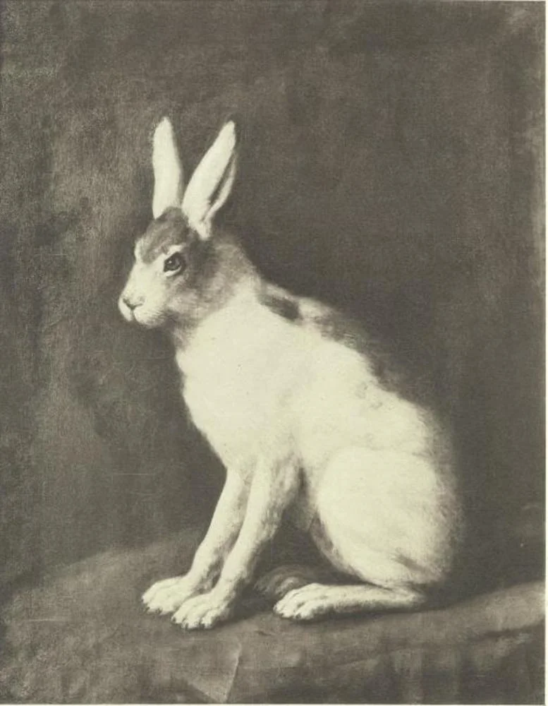 Hare, detail