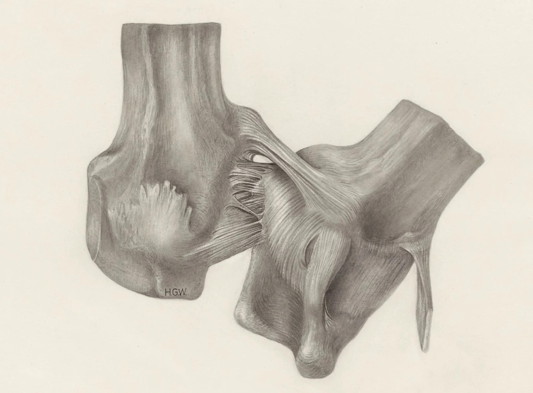 Muscular tissue of a mammal's upper extremities, detail