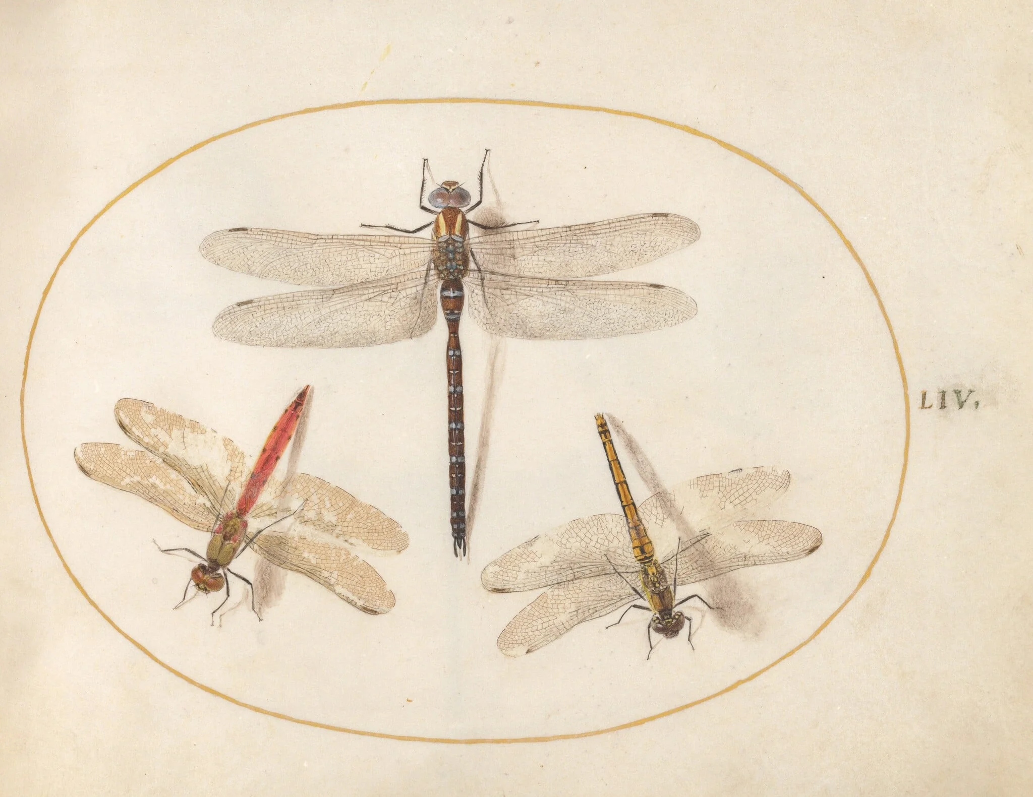 Plate 54: Hairy Dragonfly and Two Darters, detail