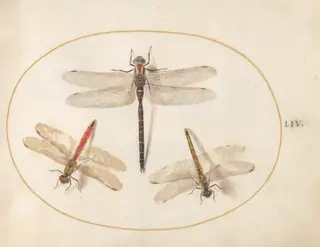 Plate 54: Hairy Dragonfly and Two Darters, by Joris Hoefnagel, gouache, 1594
