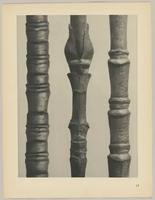 a Cornus Nuttallii; b Cornus Nuttallii; c Cornus florida, by Karl Blossfeldt, 1928