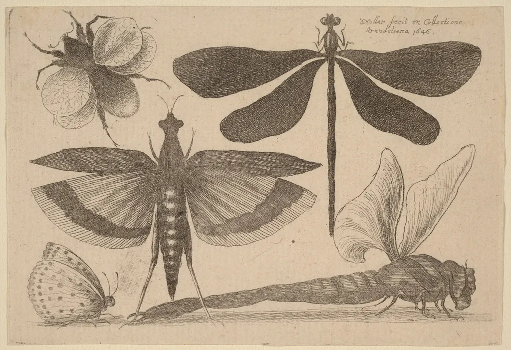 Dragonflies, a Bumble-Bee, and a Butterfly, by Wenceslaus Hollar, ink, 1646