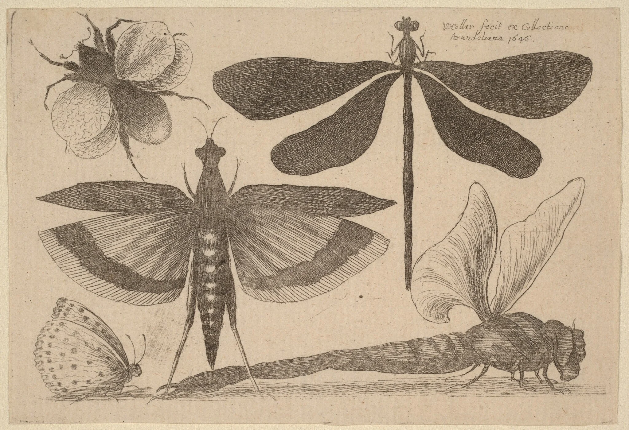 Dragonflies, a Bumble-Bee, and a Butterfly, detail